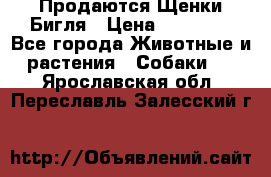 Продаются Щенки Бигля › Цена ­ 35 000 - Все города Животные и растения » Собаки   . Ярославская обл.,Переславль-Залесский г.